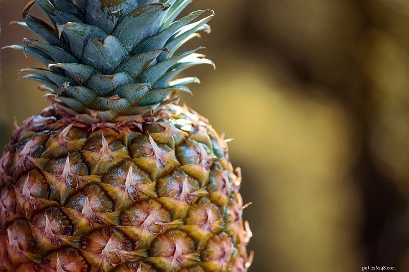 Mohou andulky jíst ananas? Co potřebujete vědět!