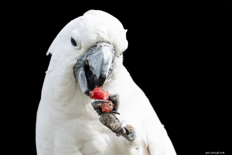 Můžou kakaduové jíst jahody? Co potřebujete vědět!