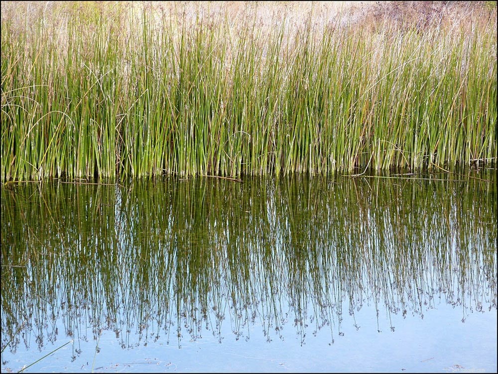 18種類の池の雑草 