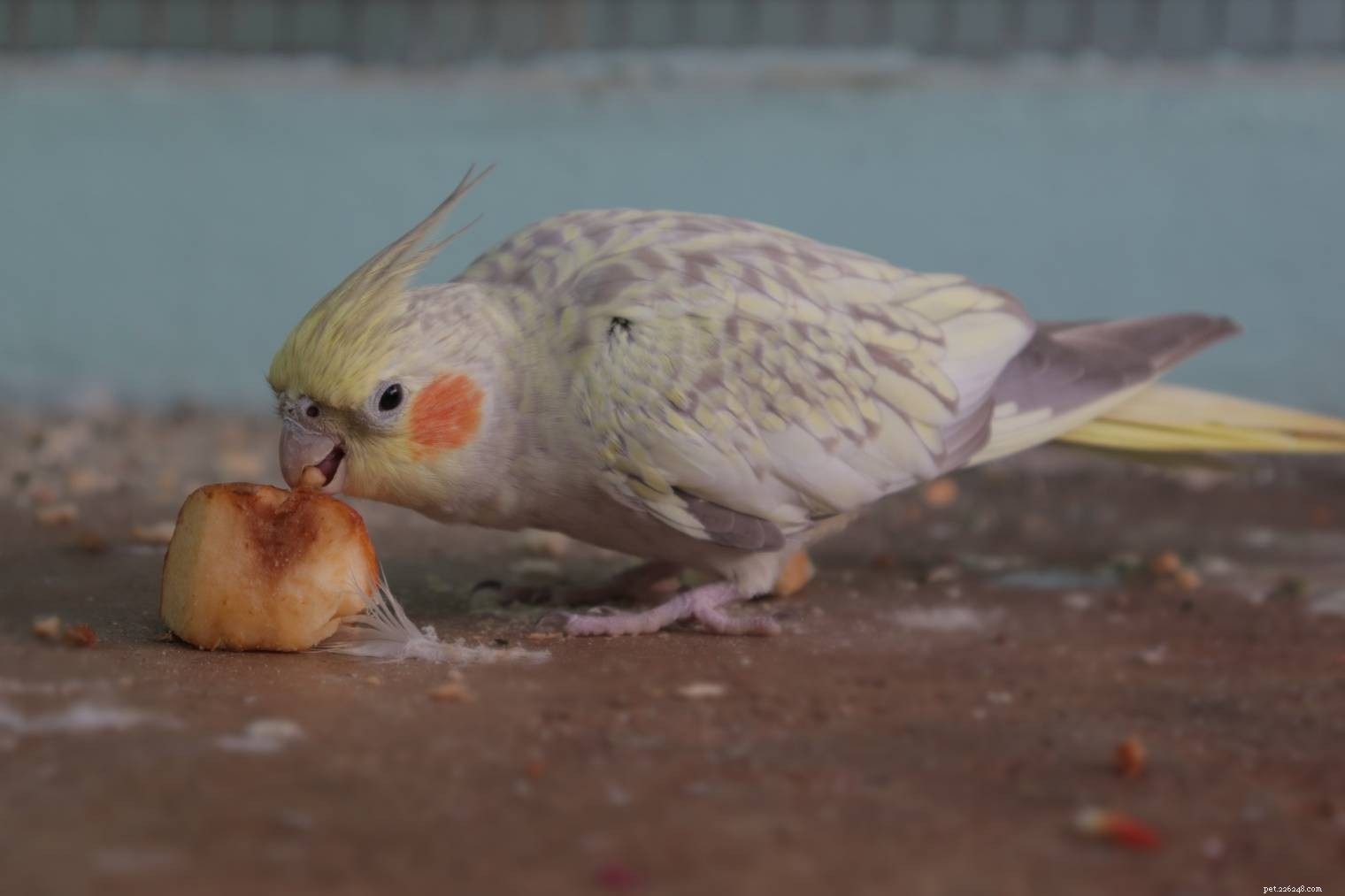 I cockatiel possono mangiare le arance? Cosa devi sapere!