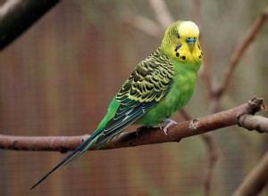 Могут ли волнистые попугаи есть арахисовое масло? Что вам нужно знать!