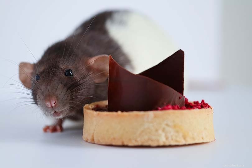 Os ratos podem comer chocolate? O que você precisa saber!