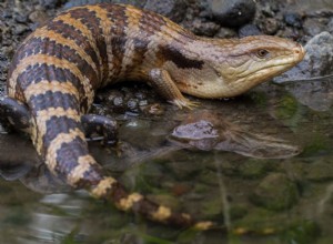 Merauke Blue Tongue Skink