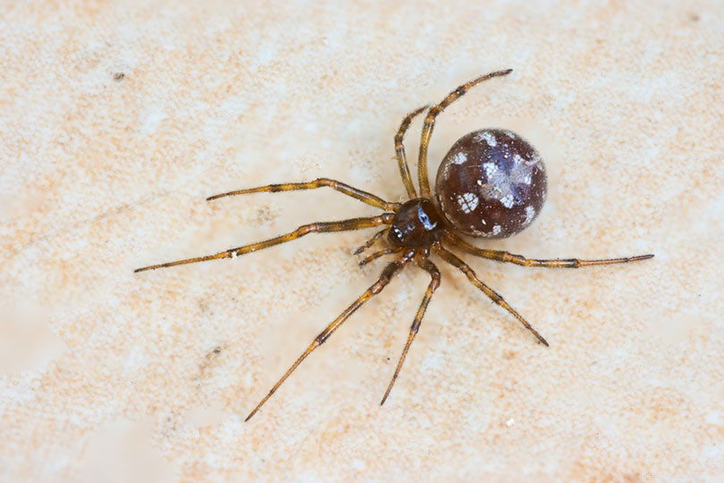 오하이오주에서 19마리의 거미 발견