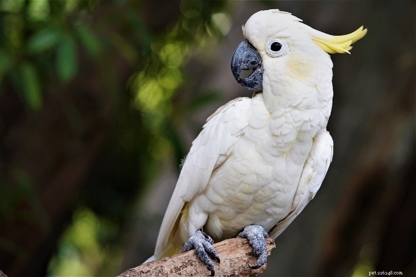 13 Fascinerande och roliga kakadu-fakta du aldrig visste