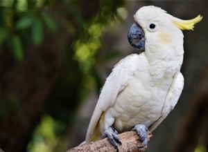 13 fascinujících a zábavných faktů o kakadu, o kterých jste nikdy nevěděli