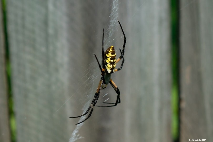켄터키주에서 12마리의 거미 발견