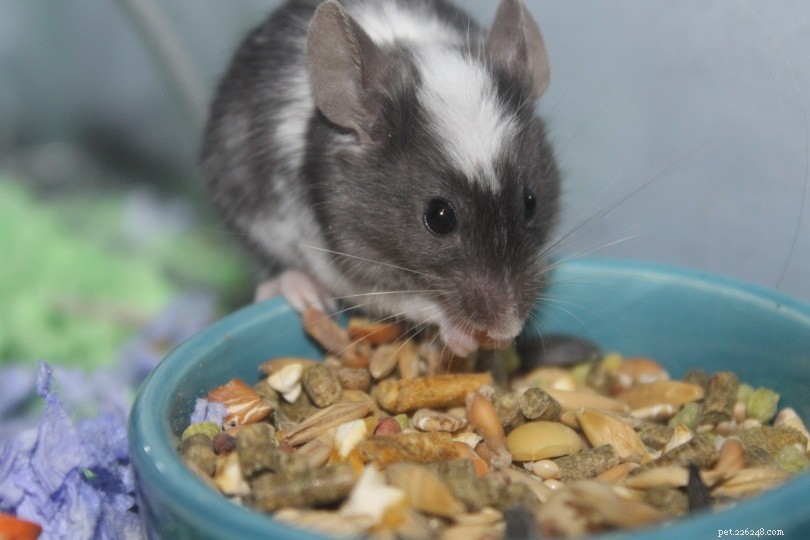 Les souris peuvent-elles manger de la viande ? Ce que vous devez savoir !