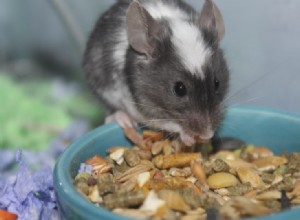 Mohou myši jíst maso? Co potřebujete vědět!