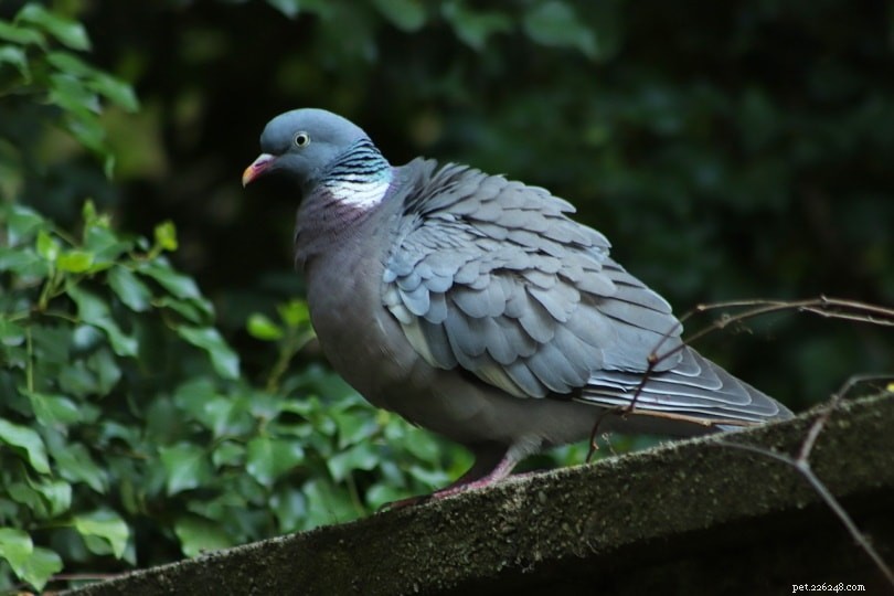Que mangent les pigeons et les colombes dans la nature et comme animaux de compagnie ?