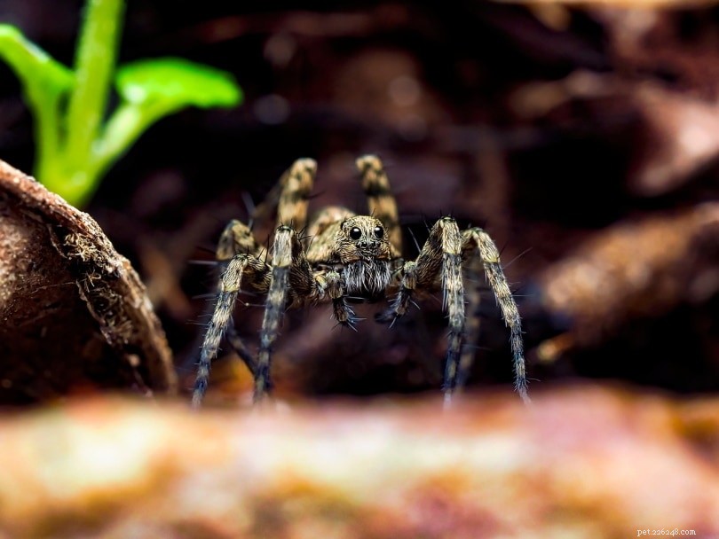 12 pavouků nalezeno v Missouri