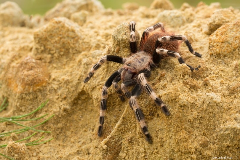 콜로라도에서 18마리의 거미 발견