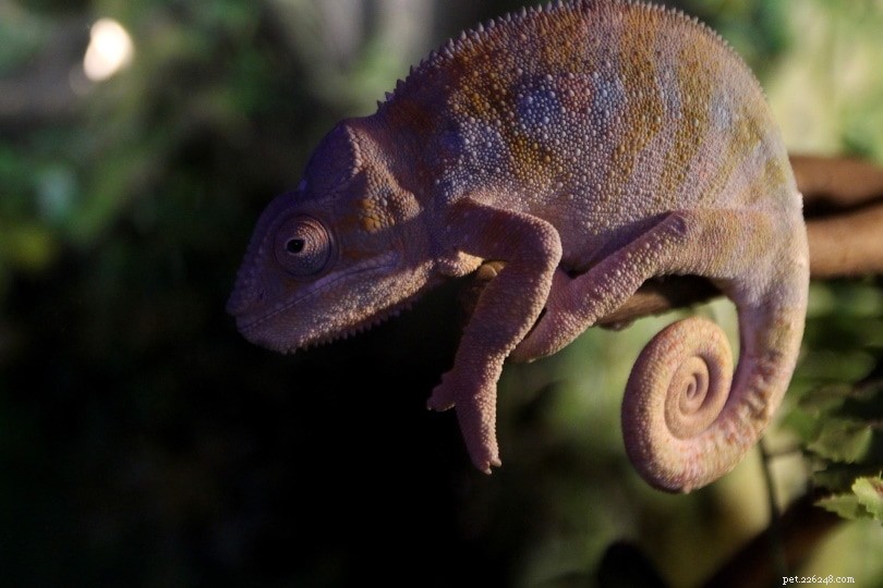 10 fascinujících a zábavných faktů o chameleonech, o kterých jste nikdy nevěděli