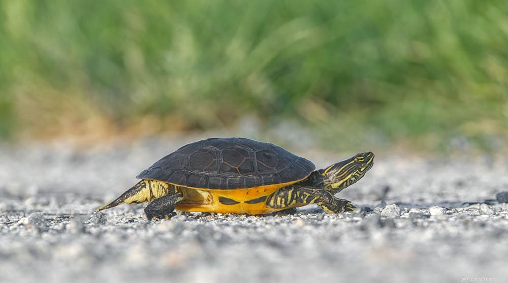 12 увлекательных и забавных фактов о черепахах, которых вы никогда не знали