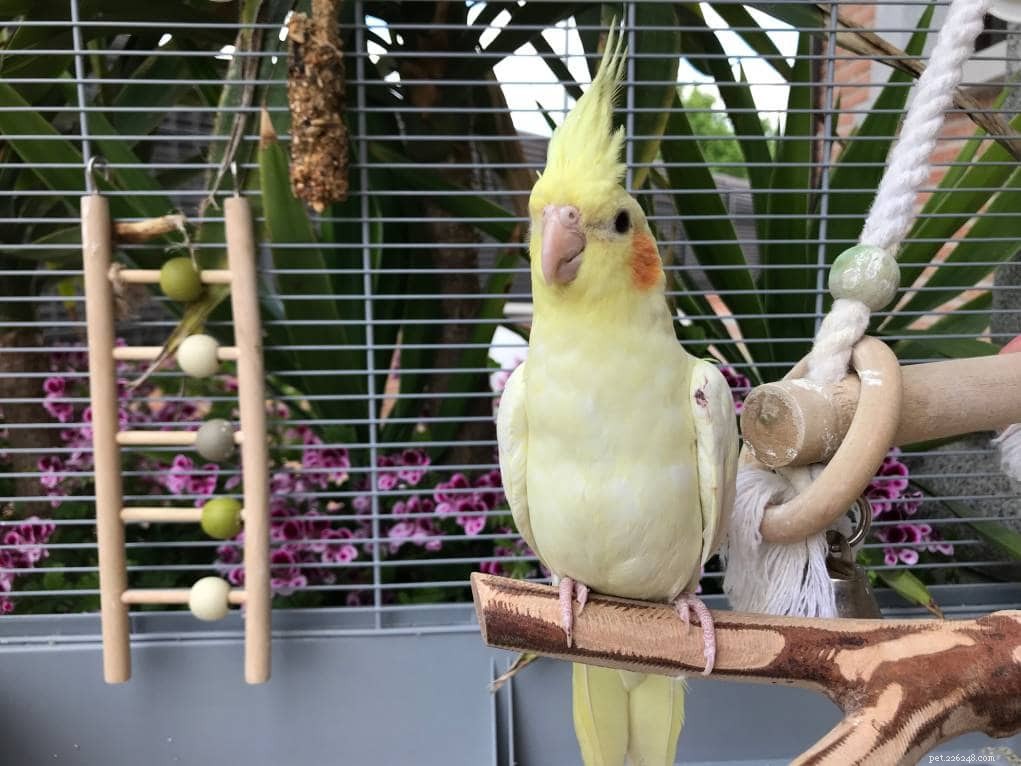 12 увлекательных и забавных фактов о попугаях, которых вы никогда не знали