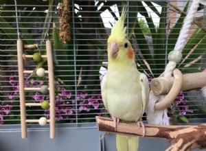 12 увлекательных и забавных фактов о попугаях, которых вы никогда не знали