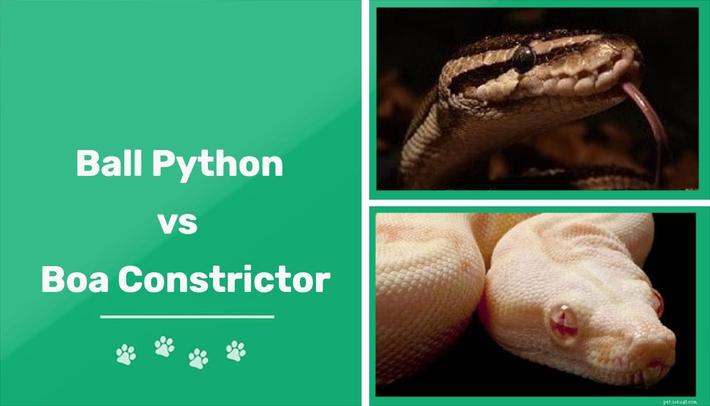 Python 대 Boa:차이점은 무엇입니까?