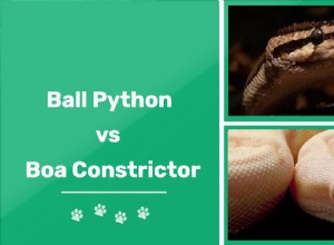 Python и Boa:в чем разница?