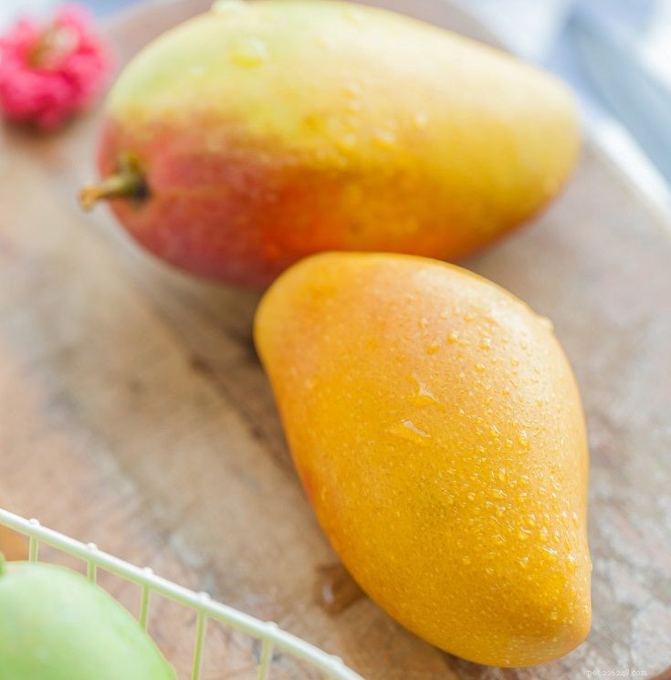 Můžou krysy jíst mango? Co potřebujete vědět!