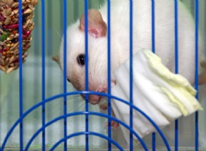 Můžou krysy jíst zelí? Co potřebujete vědět!
