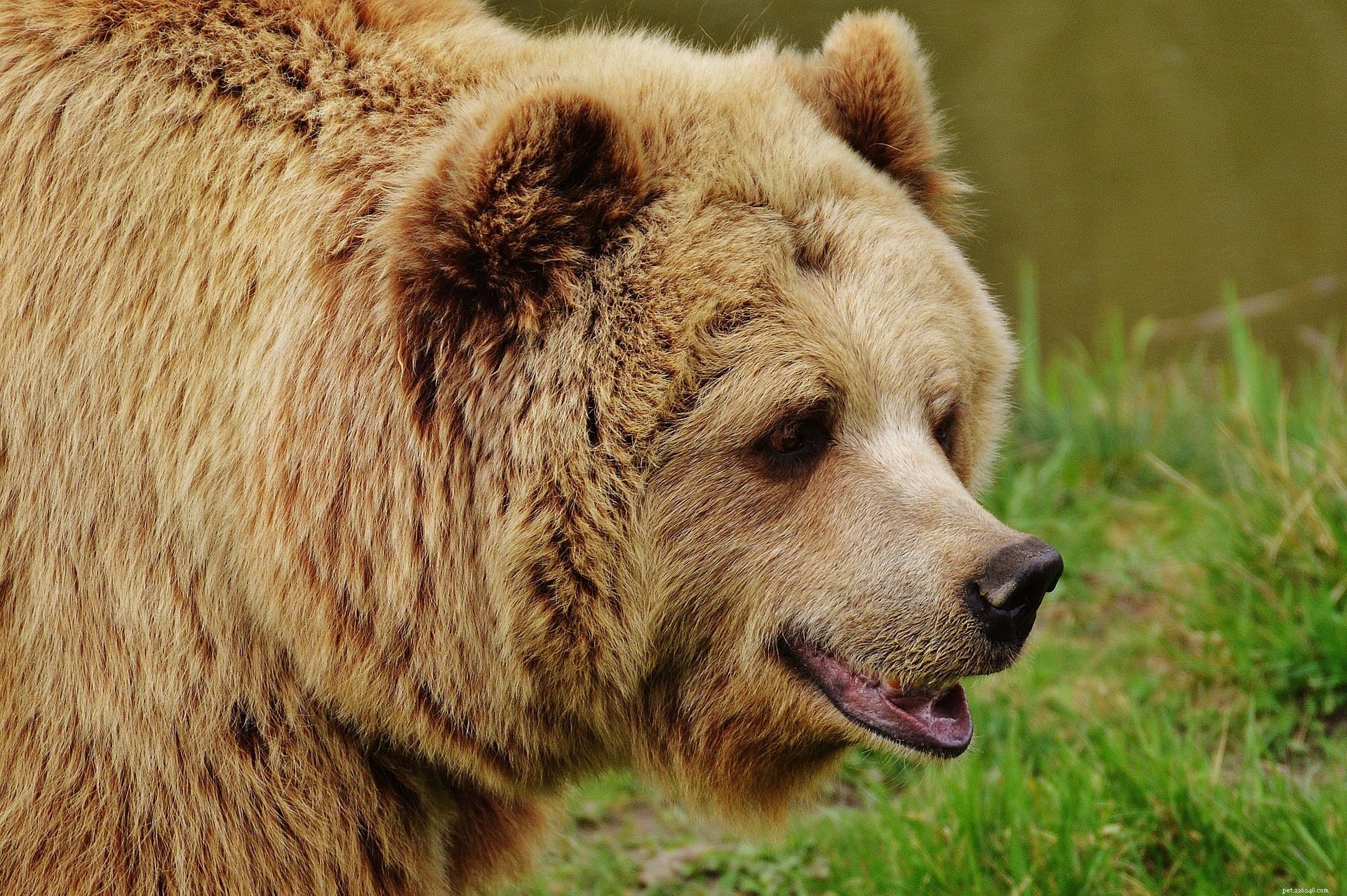 Les ours font-ils de bons animaux de compagnie ? Tout ce que vous devez savoir !