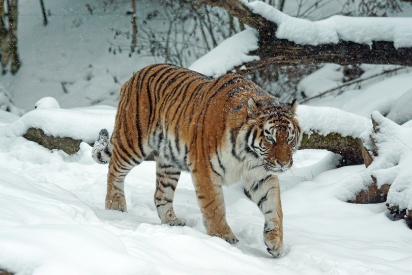 Les tigres font-ils de bons animaux de compagnie ? Ce que vous devez savoir !