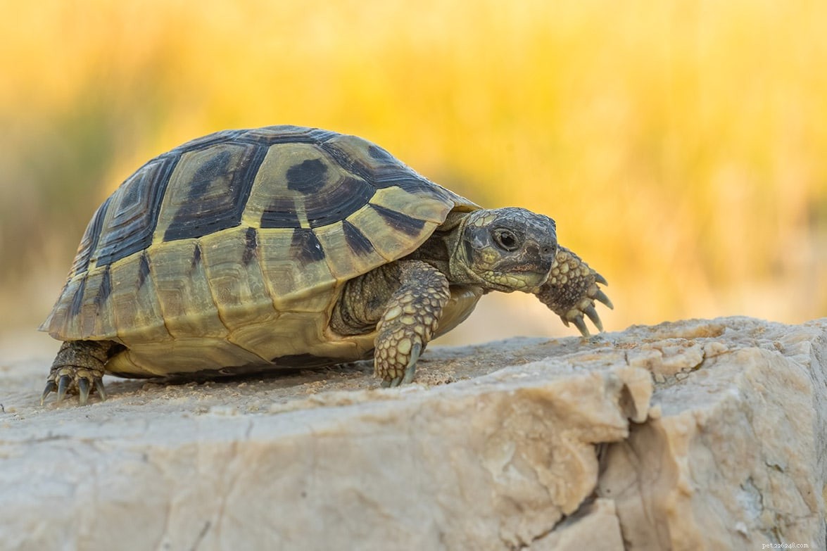 Le tartarughe sono buoni animali da compagnia? Cosa devi sapere!