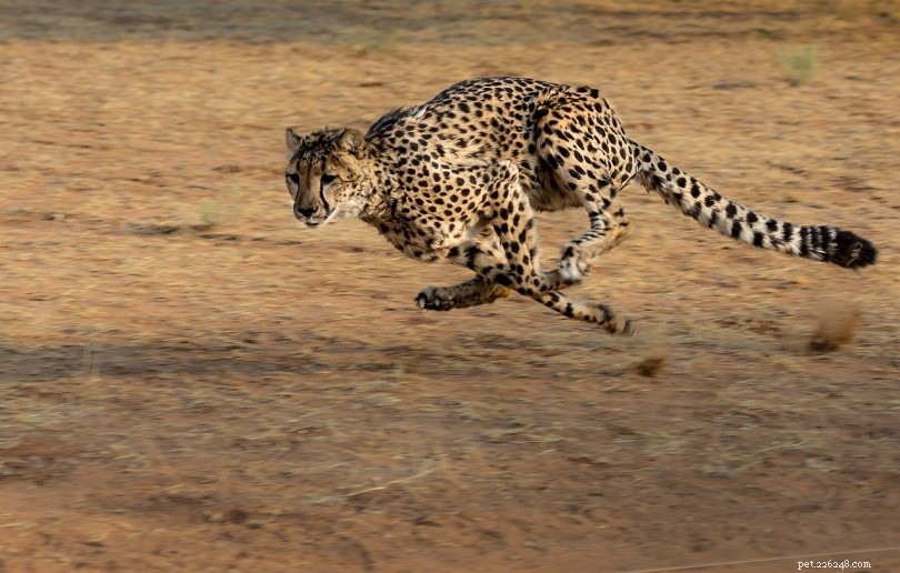 Zijn cheeta s goede huisdieren? Alles wat u moet weten!