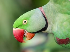 Parakeet Alexandrin