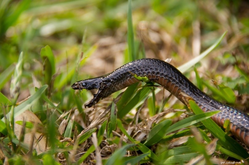 메릴랜드에서 15마리의 뱀 발견