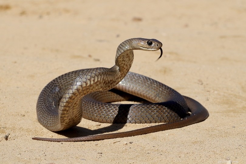 미주리 주에서 발견된 뱀 28마리