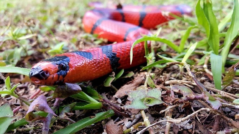 뉴욕에서 발견된 17마리의 뱀(사진 포함)