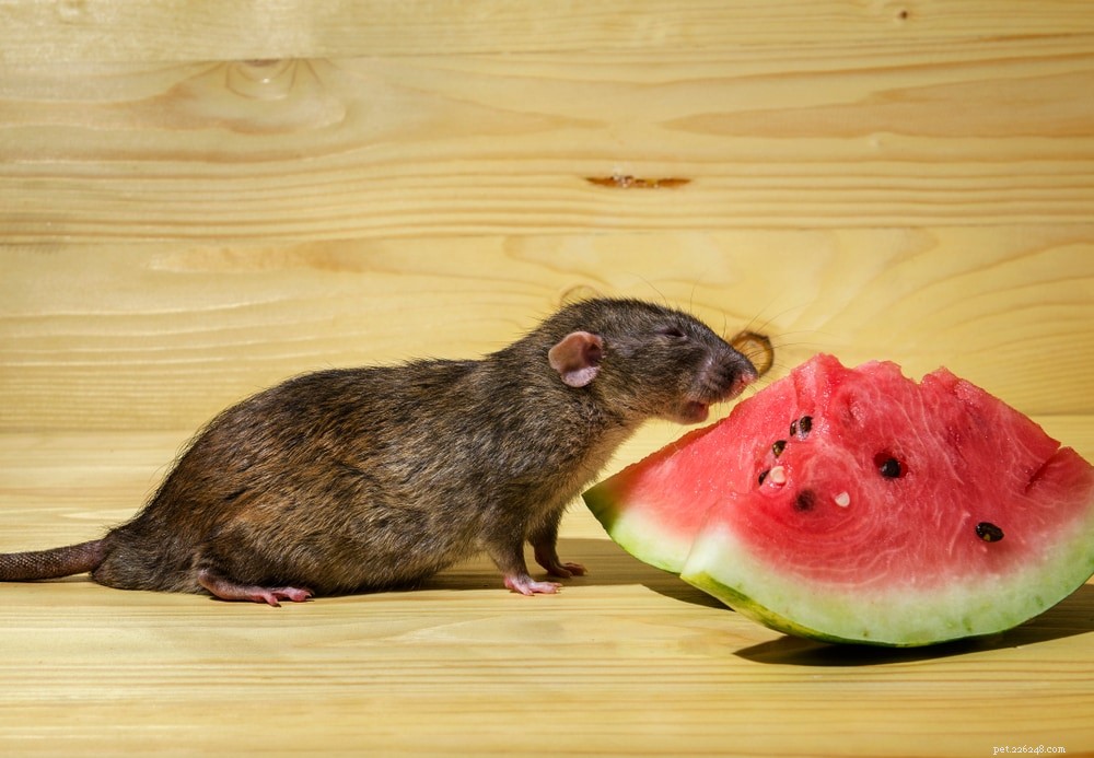 Kan råttor äta vattenmelon? Vad du behöver veta!