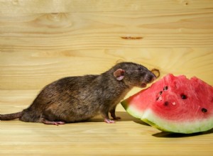 Могут ли крысы есть арбузы? Что вам нужно знать!