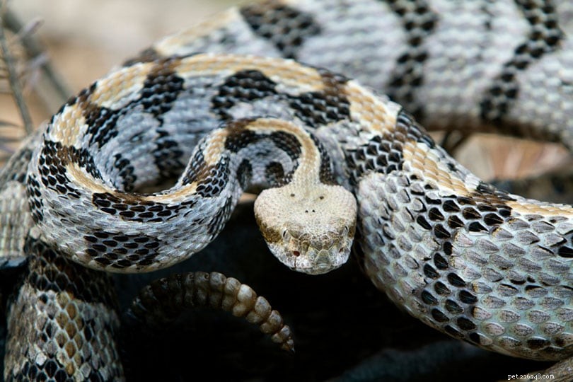インディアナで見つかった32匹のヘビ 