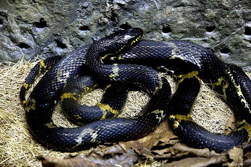 28 nalezených hadů v Iowě (s obrázky)