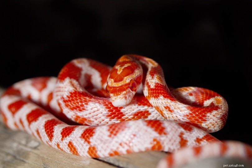 10 slangen gevonden in Florida (met afbeeldingen)