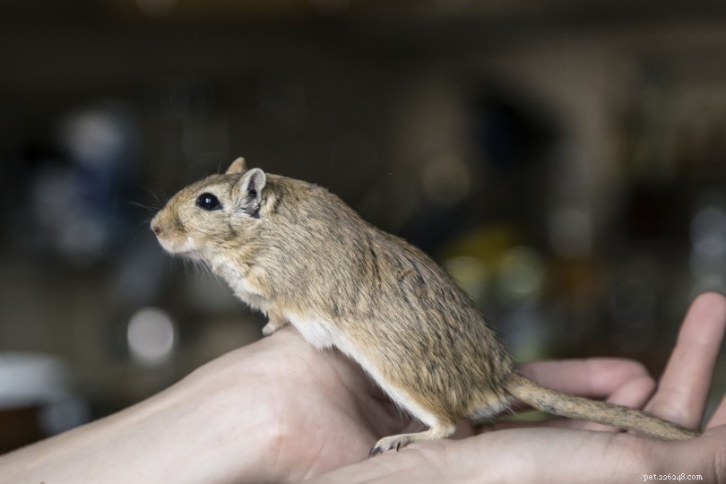 Mohou myši jíst potravu pro křečky? Co potřebujete vědět!