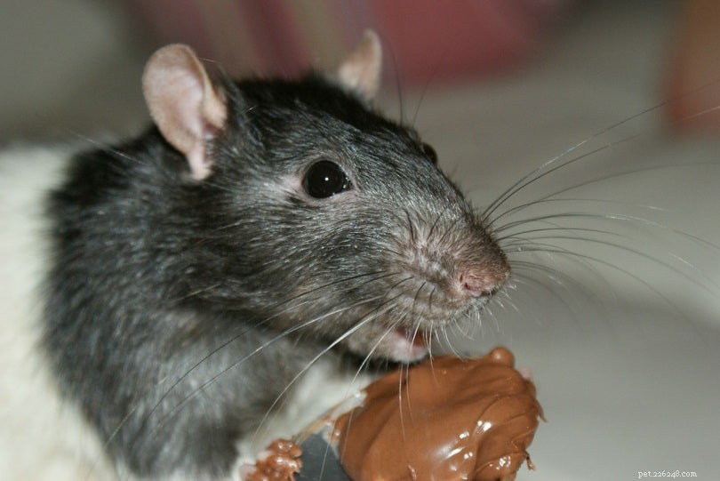 Mohou myši jíst arašídové máslo? Co potřebujete vědět!