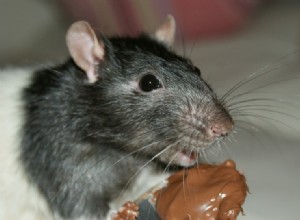 쥐가 땅콩 버터를 먹을 수 있습니까? 알아야 할 사항!