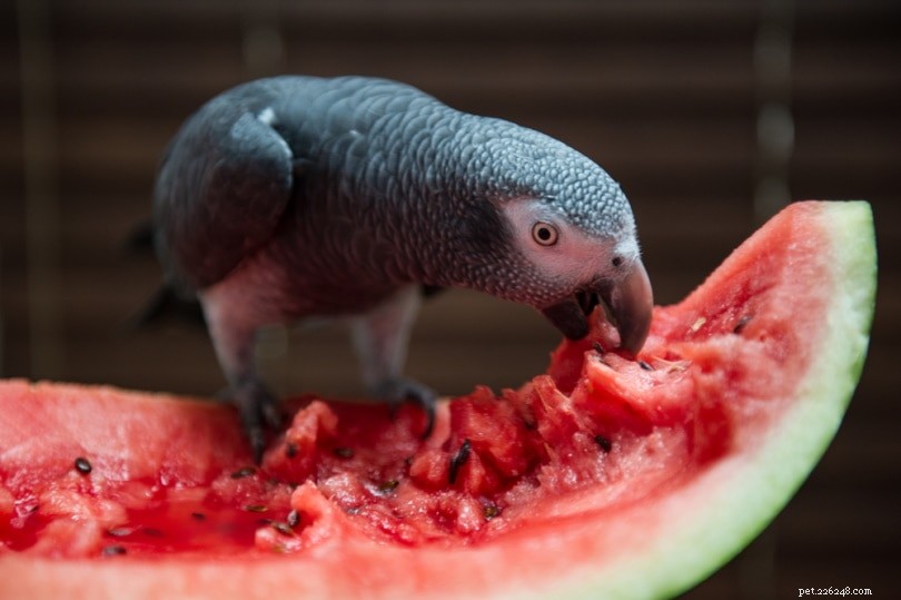 ​​Os papagaios podem comer melancia? O que você precisa saber!