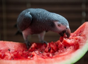 ​​Můžou papoušci jíst meloun? Co potřebujete vědět!