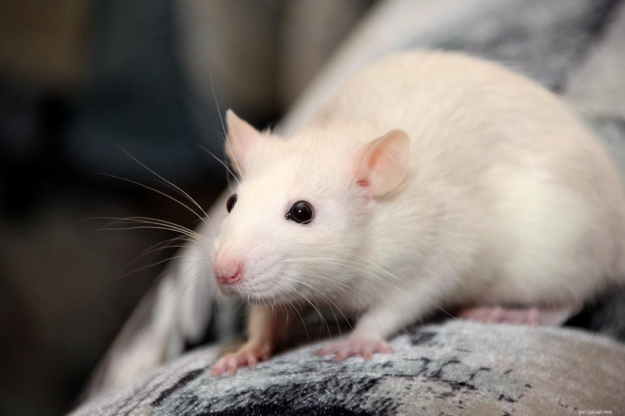 Kan råttor äta spenat? Vad du behöver veta!