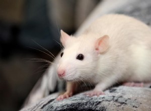 Můžou krysy jíst špenát? Co potřebujete vědět!