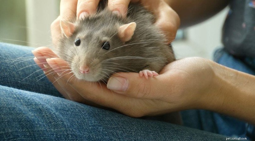 Kan råttor äta potatis? Vad du behöver veta!