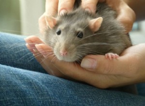 Mohou krysy jíst brambory? Co potřebujete vědět!