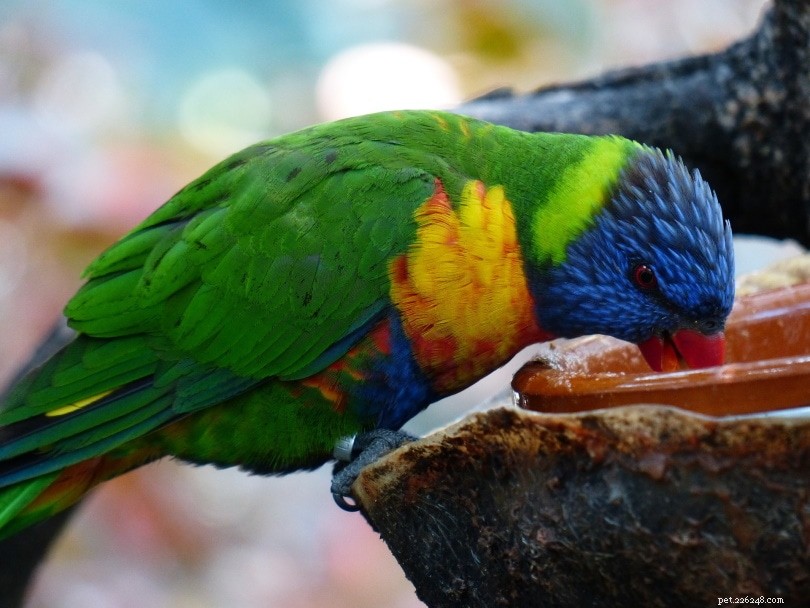 Můžou papoušci jíst maso? Co potřebujete vědět!