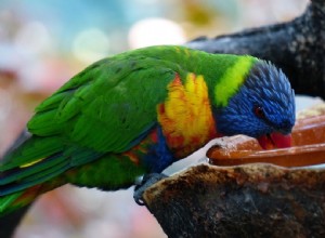 Můžou papoušci jíst maso? Co potřebujete vědět!