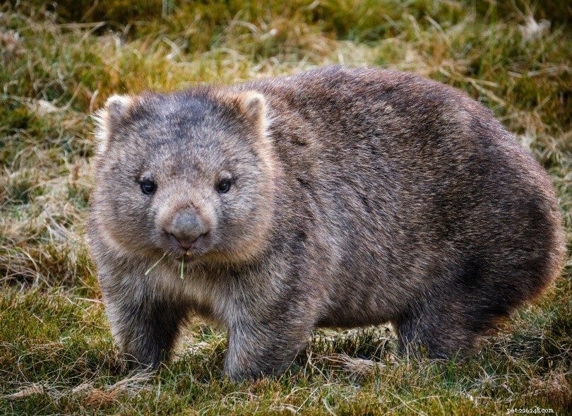 Zijn wombats goede huisdieren? Wat u moet weten!