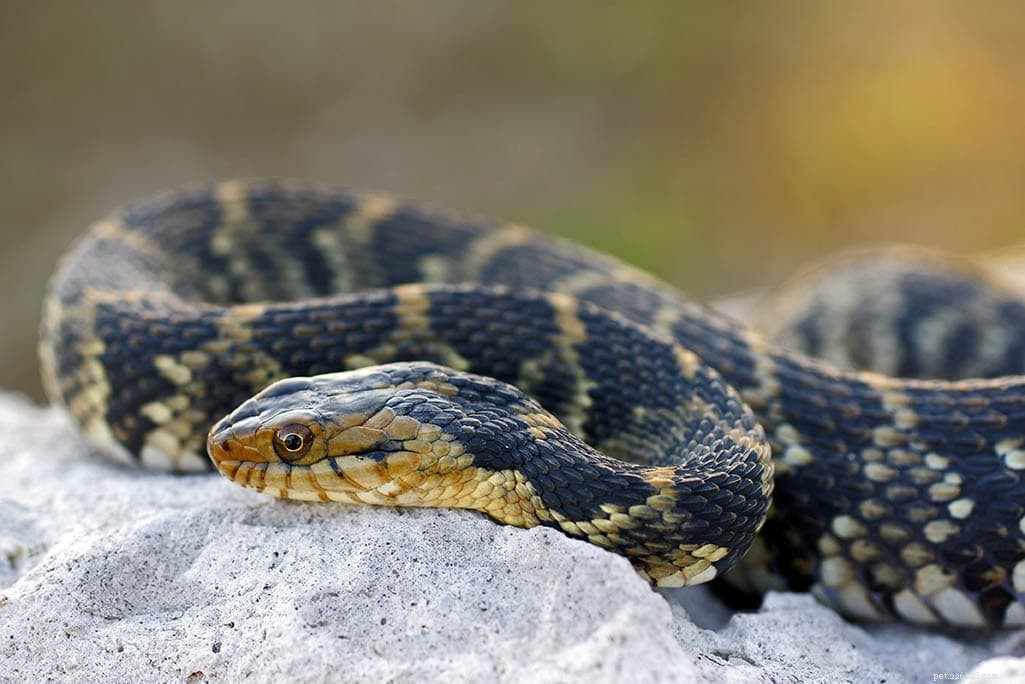 11 видов змей, найденных в Южной Каролине